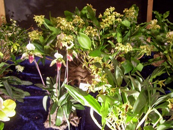 Foto von ganz filigranen Orchideen